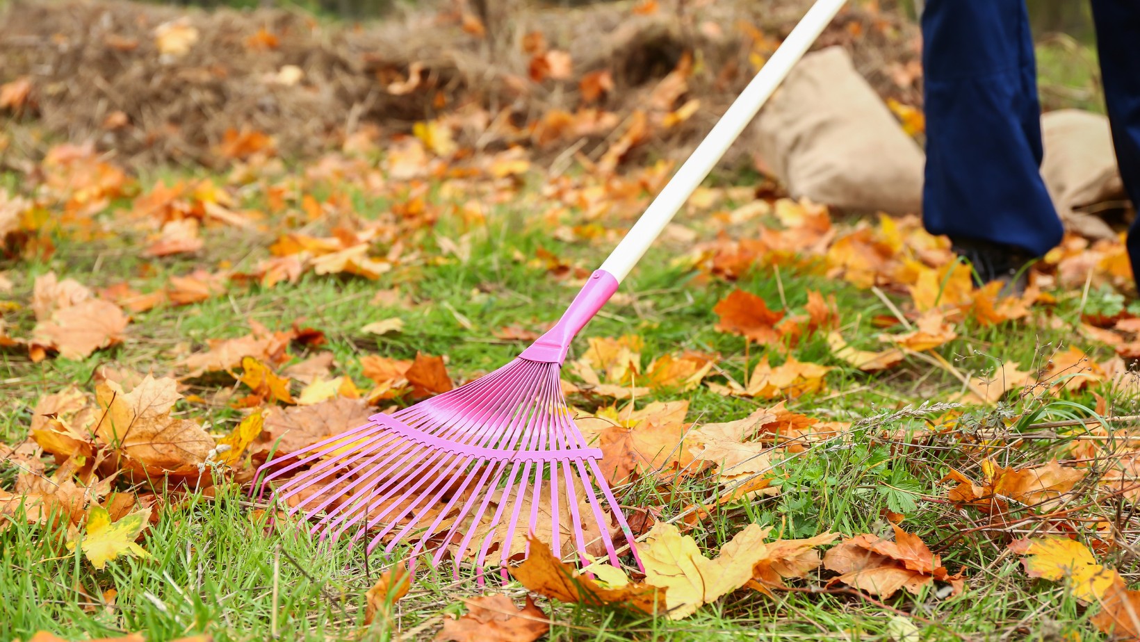Masz dość liści z cudzej działki? Oto, co możesz zrobić!