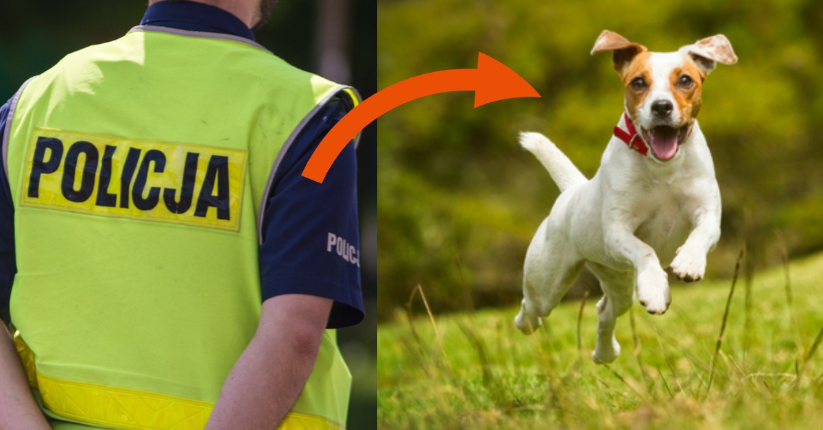 Uważaj, jeśli prowadzisz psa bez smyczy. Grozi ci za to 5000 złotych kary!