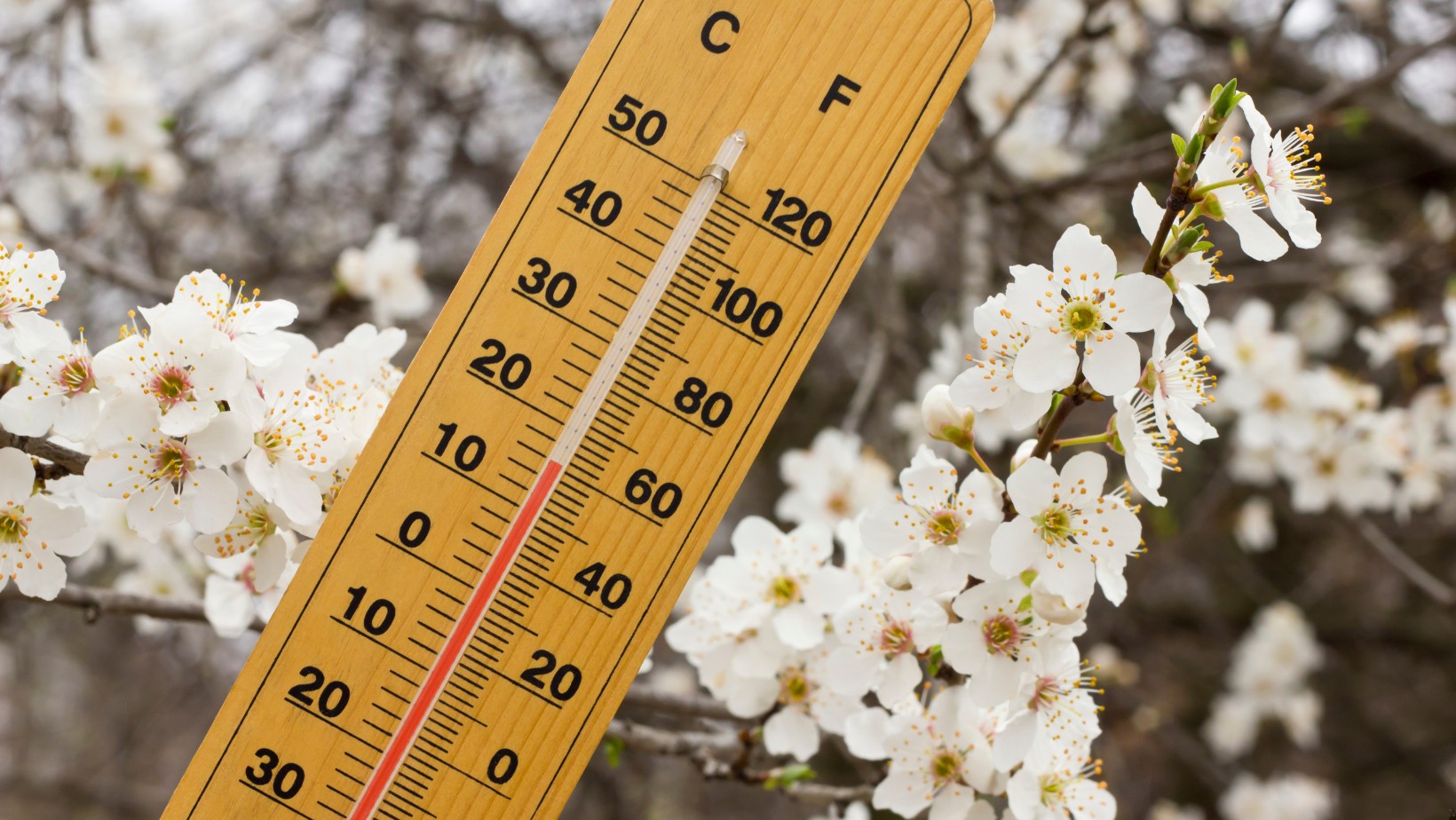 Zdjęcie Wiosna za rogiem, a tu takie temperatury!? Jaka prognoza na pierwszy Dzień Wiosny? #1