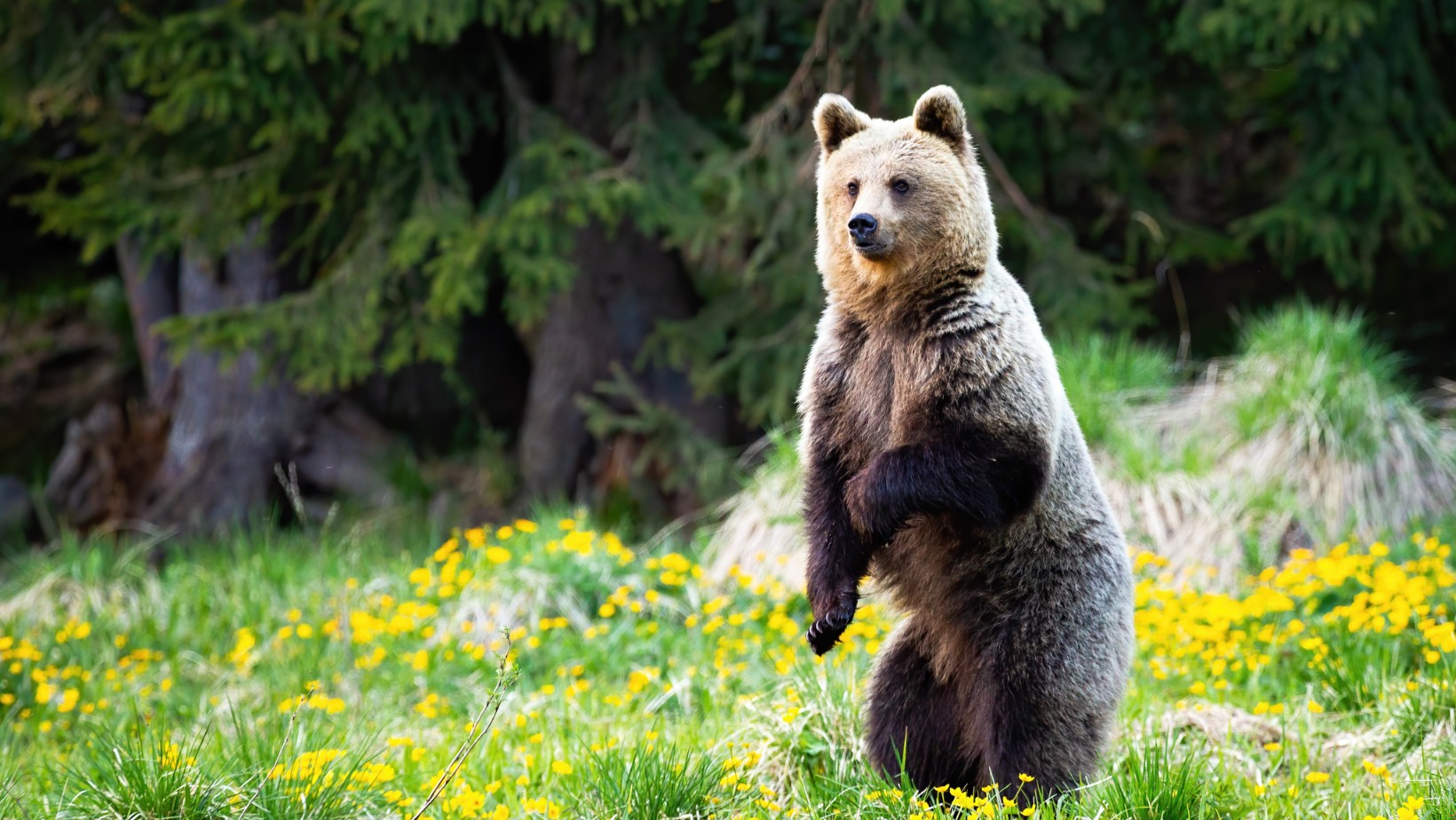 Groźna sytuacja w Tatrach. Turysta uciekał przed niedźwiedziem. Jest NAGRANIE
