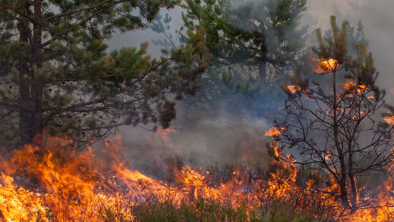 Zdjęcie Gigantyczny Pożar w Biebrzańskim Parku Narodowym! Mieszkańcy zostaną ewakuowani? #1
