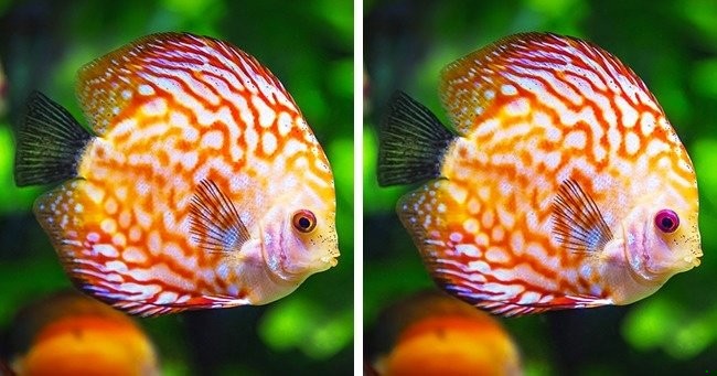 Zdjęcie Sprawdź czy jesteś spostrzegawczy. 
Znajdź jedną różnicę na tych 10 zdjęciach! #7