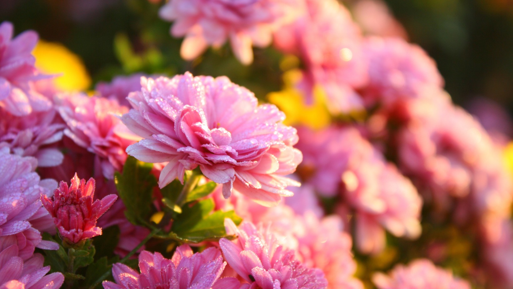 Pod żadnym pozorem nie wyrzucaj ich! Jak wykorzystać chryzantemy?