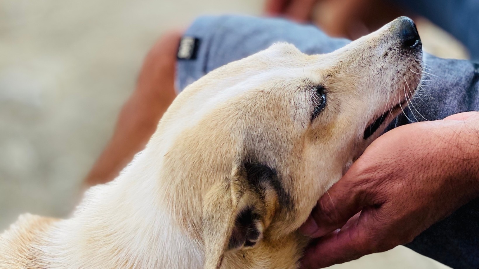 Podwyżka podatku od psa! Termin mija 30 kwietnia!
