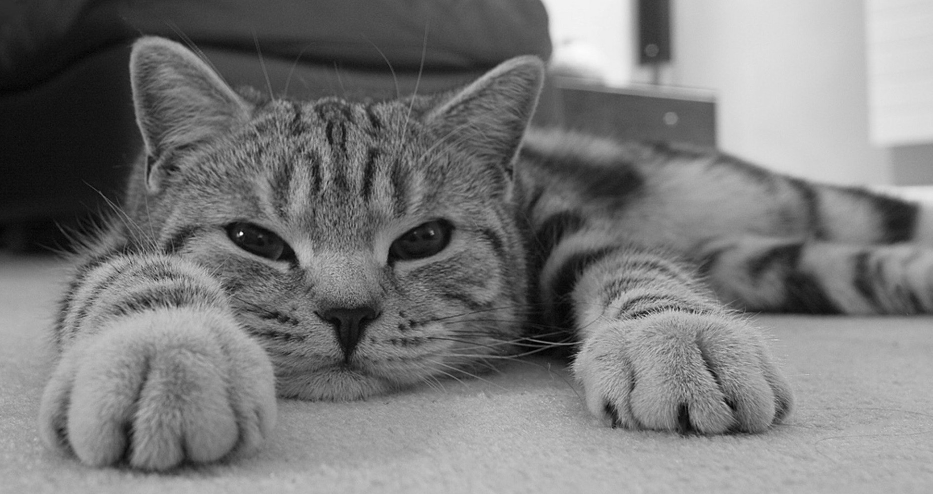 Jeżeli zwierzę coś zrobi, nazywamy to instynktem, jeżeli zrobi to …