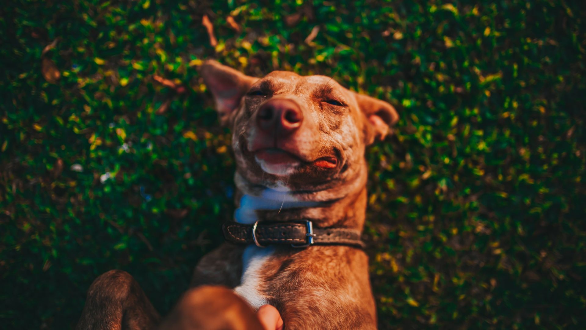 5 rzeczy, za które możesz być wdzięczny swojemu psu