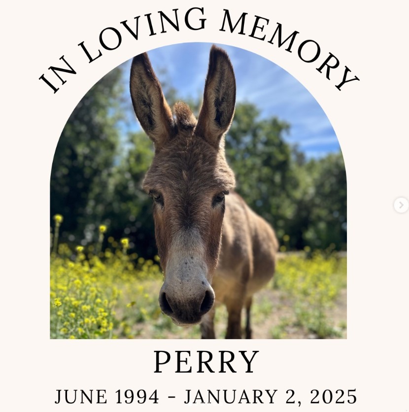 Zdjęcie Fani "Shreka" w żałobie! Nie żyje wielka inspiracja! #1