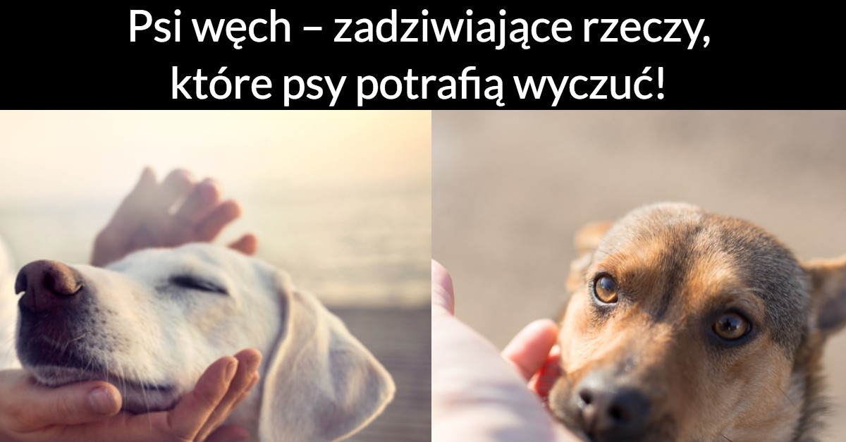 Psi węch – zadziwiające rzeczy, które psy potrafią wyczuć!