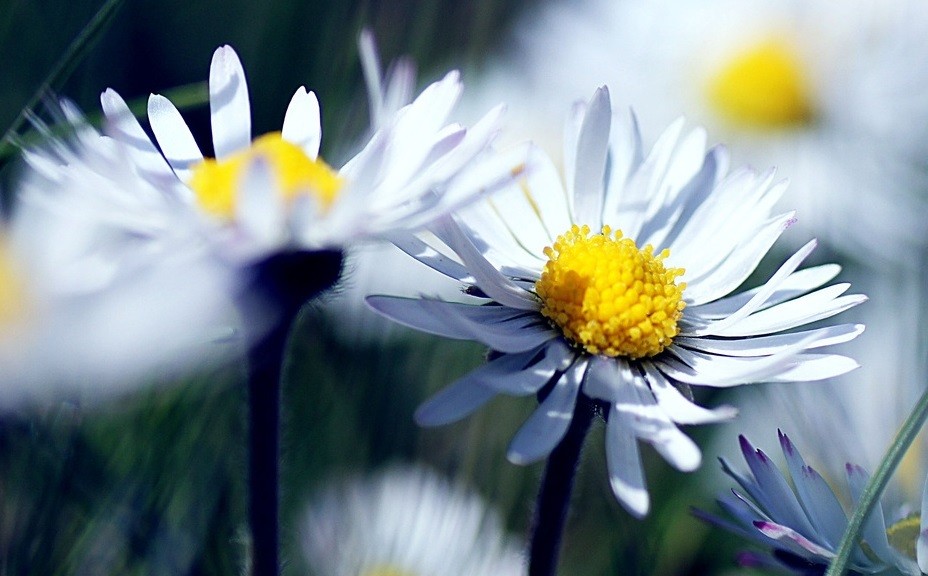 Dla cierpiących najmniejsza radość jest szczęściem.