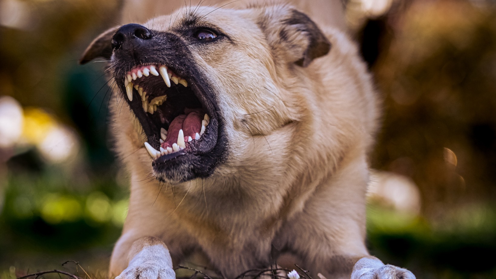 Koszmar! Trzy psy rzuciły się na chłopca! Bohaterski kierowca uratował dziecko.