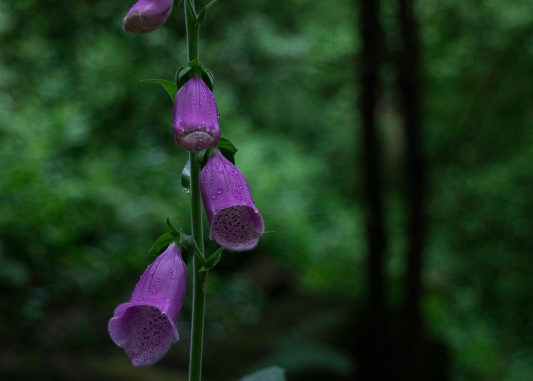 Podniosła książkę do twarzy. Powąchała. Nadal pachniała plażą.