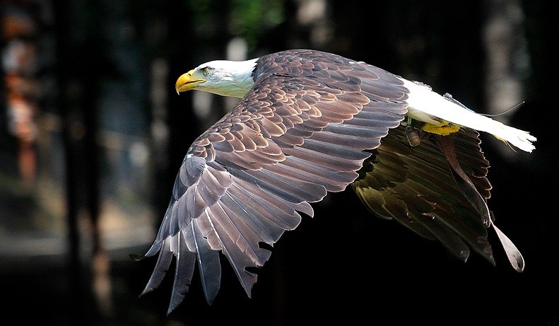 Człowiek jest niestały jak ptak w locie.