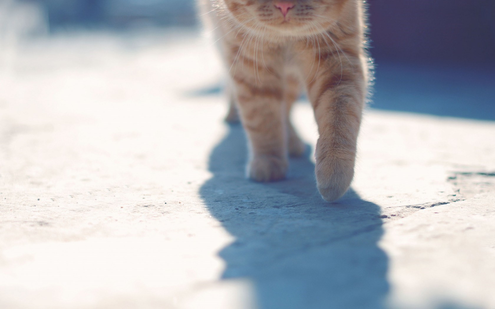 Jakże często, (…) ludzi wyleczyłoby z zazdrości poznanie prozaicznej prawdy.