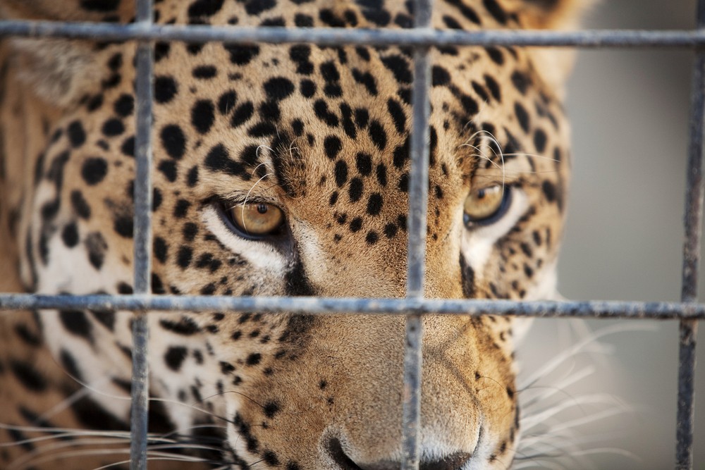 Uczucia są jak dzikie zwierzęta – nie doceniamy ich gwałtownej …