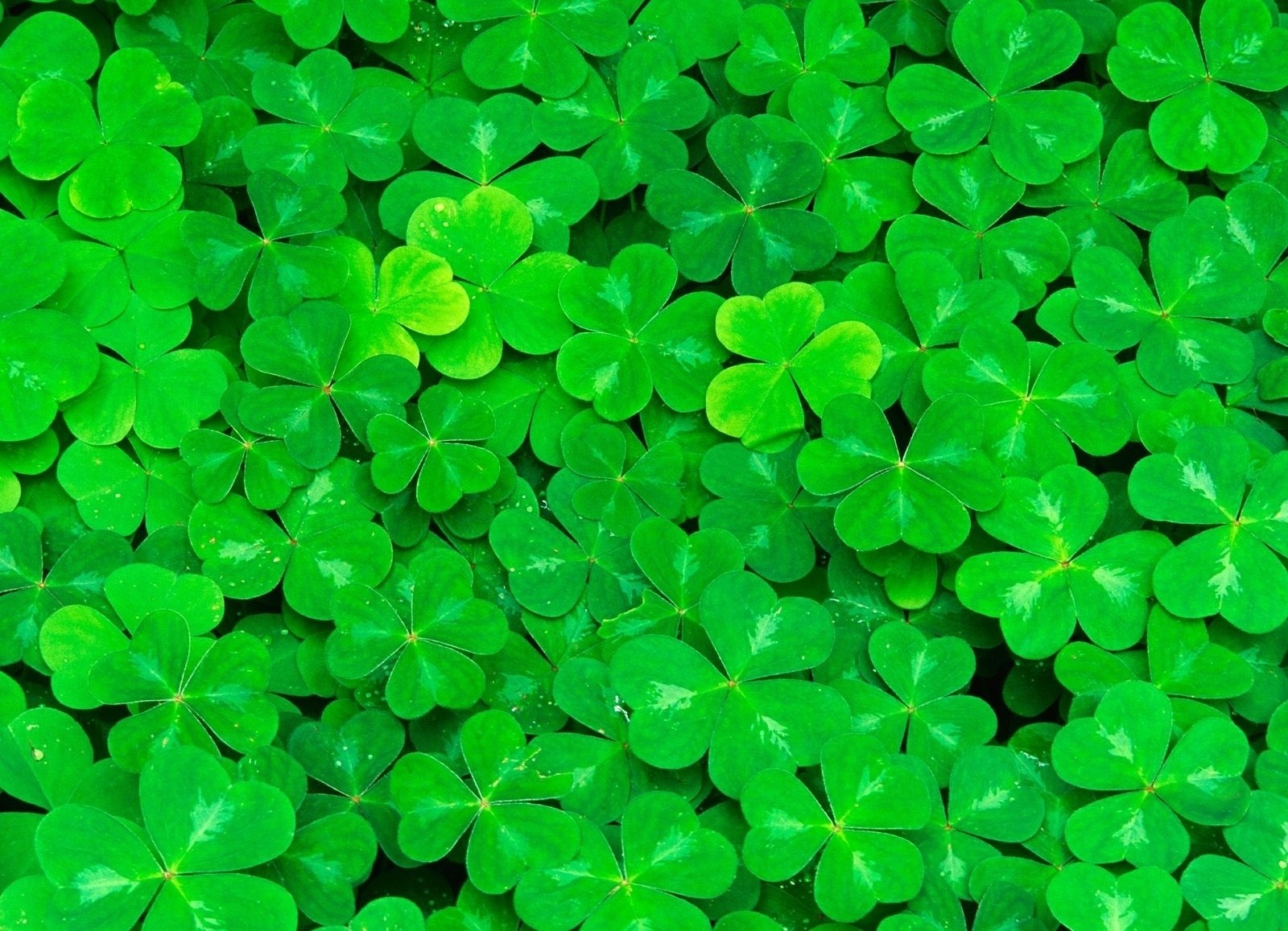 Kiedyś powiedziała mi, że kluczem do szczęścia są marzenia, które …