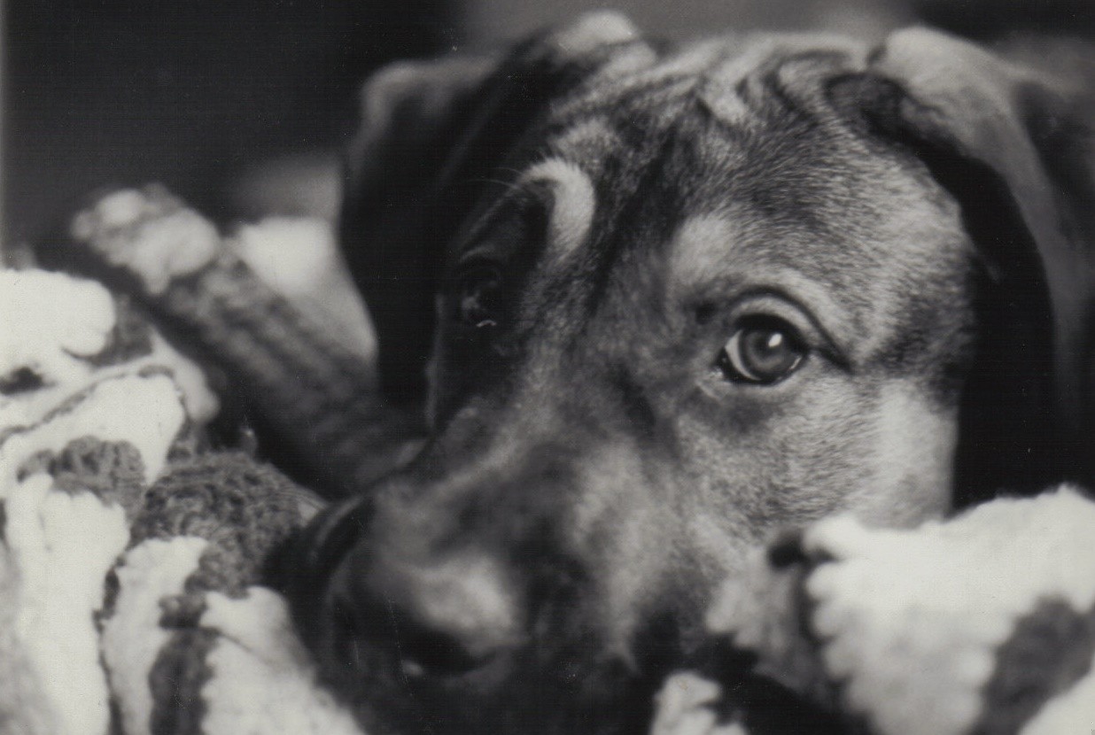 Zwierzęta nie znają naszego języka, ale bez wątpienia rozumieją język …