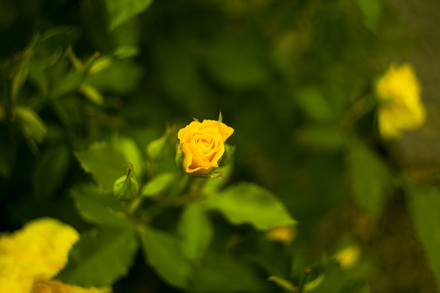 Piękno jest formą dobroci.