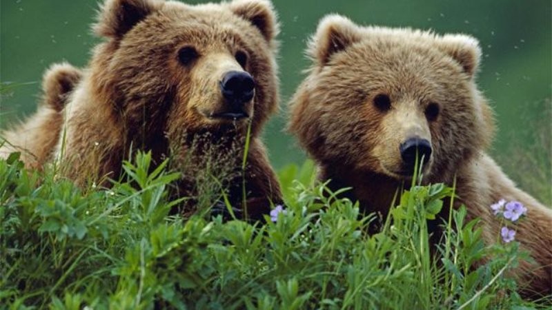 Miłość to coś, czemu… czemu nie można się oprzeć.