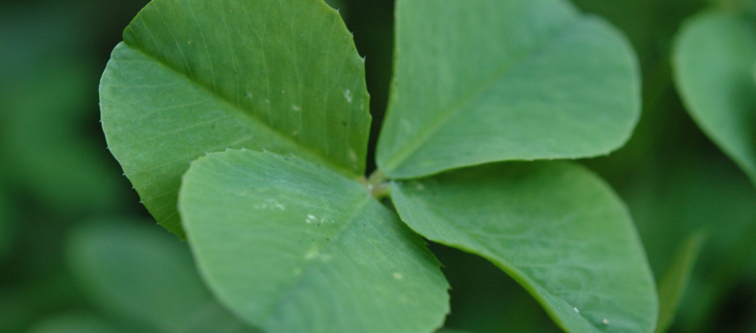 Nawet cudze szczęście zaczęło mnie wkurzać.