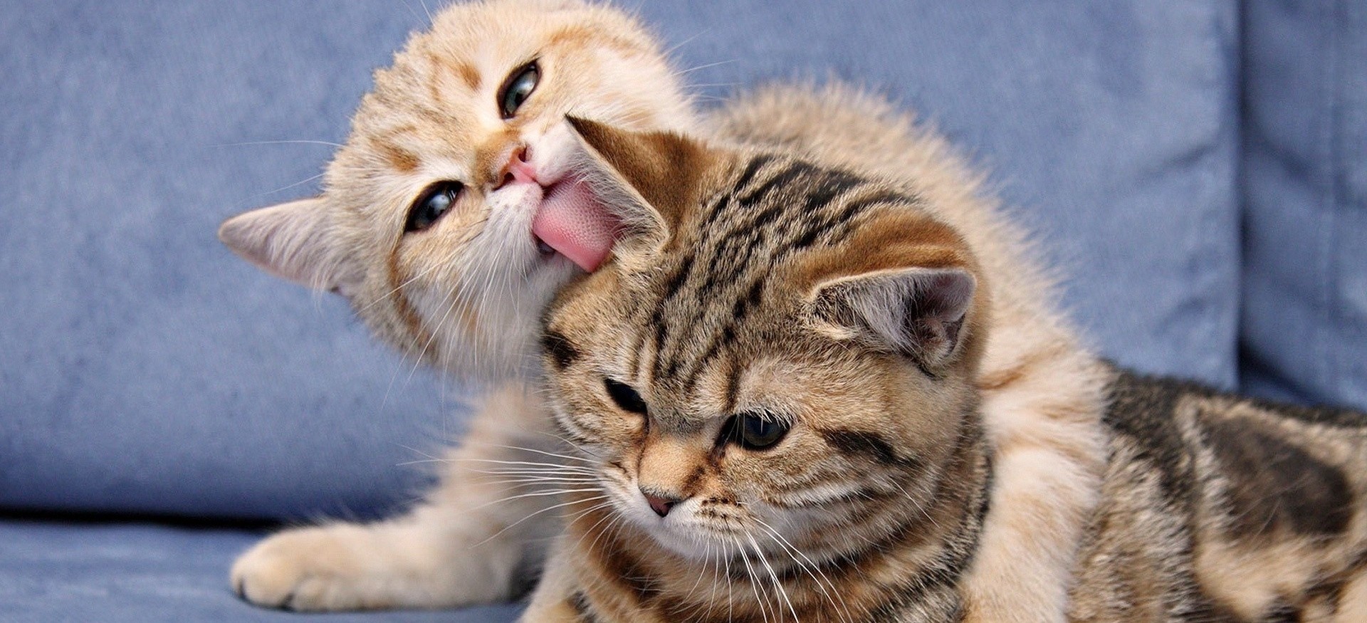 Wiecie jak to jest z kotami: nie mają właścicieli, tylko …