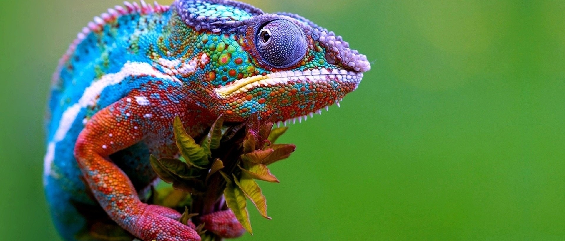 Miłość to słowo-kameleon. Jej kolory harmonizują z całą gamą różnych …