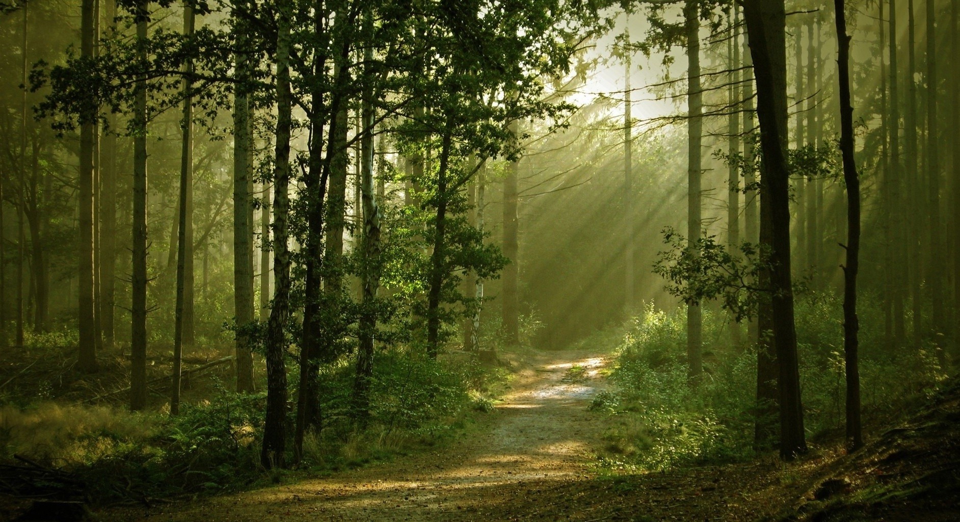 Dla człowieka, który dysponuje tylko młotkiem, wszystko, co spotyka zaczyna …