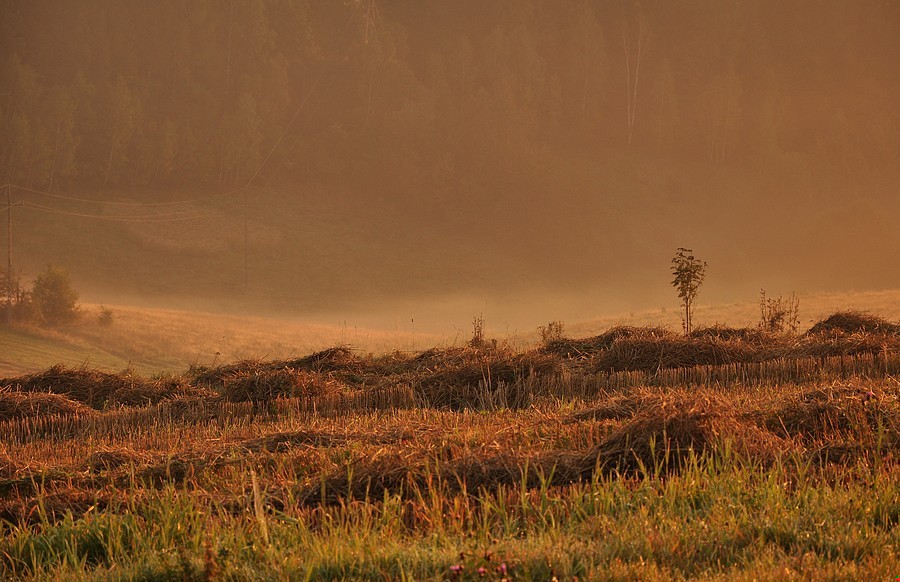 Dom jest tam gdzie cię rozumieją.