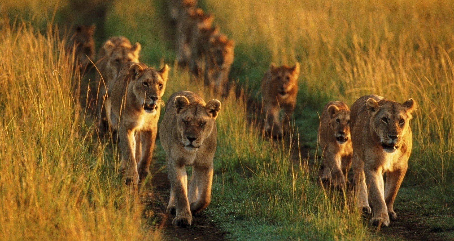 Trzeba być imbecylem by móc docenić imbecyli, częścią stada by …