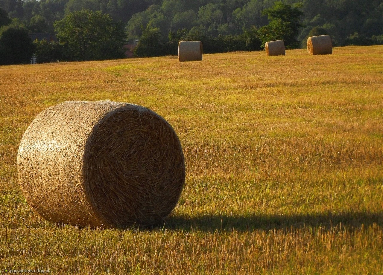 Marzeniem współczesnego człowieka jest przenieść się ze wsi do miasta …