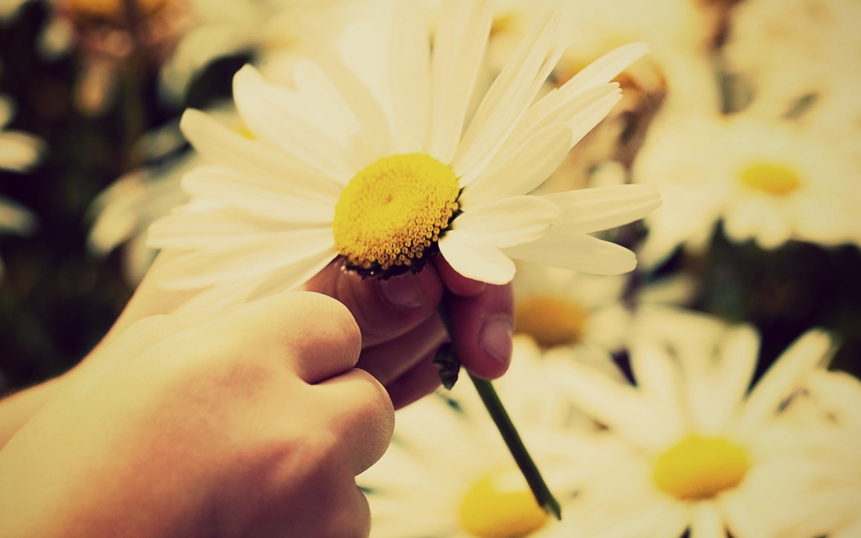 Że słońce wstaje, to pewne. Niepewne jedynie jest to, czy …