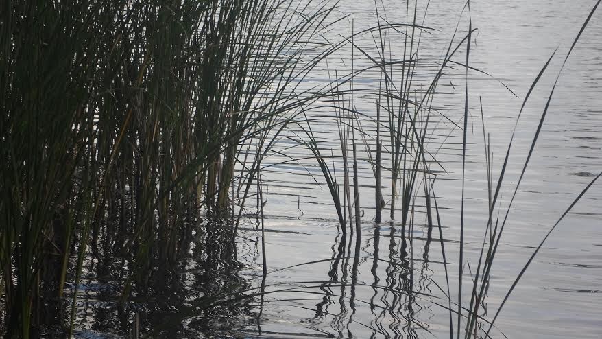 Biedna ćmo, nie mogę Ci pomóc, mogę tylko zgasić światło.