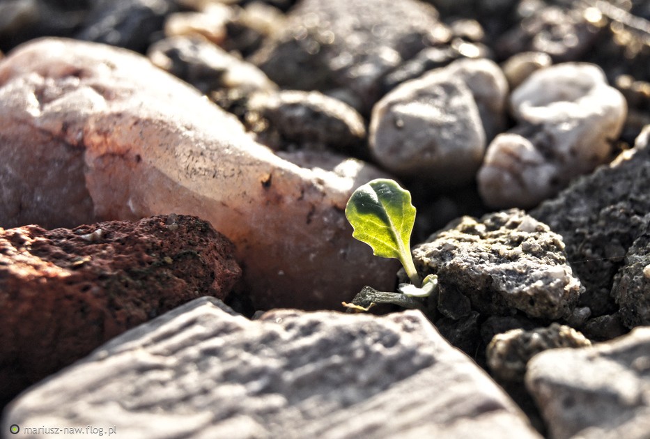 Trzeba będzie sporo się natrudzić i wiele ryzykować… ale przecież …