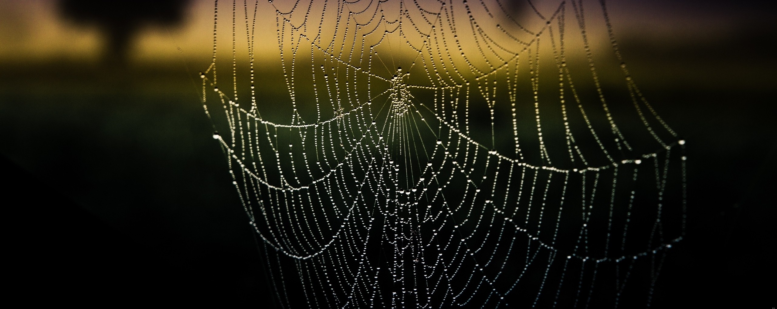 Wspomnienia. To pajęczyny, w które łapie się umysł. Możesz próbować …