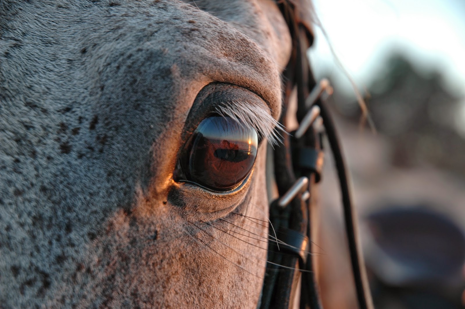 (…)Marzenia jednak są oderwane, unoszą się i tak dryfują do …