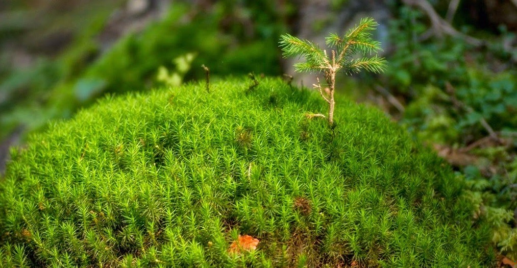 Zapamiętaj mnie, myśl o mnie, szukaj mnie, znajdź mnie.