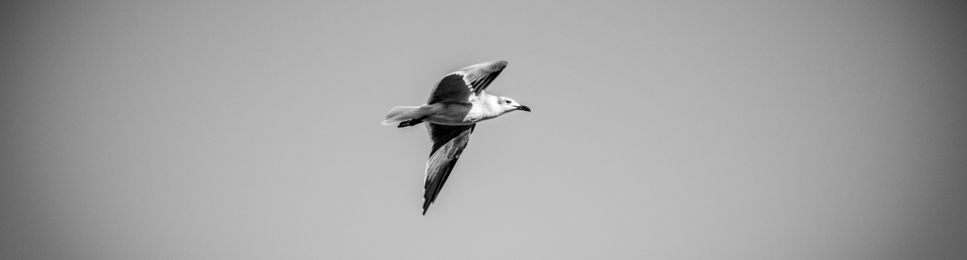 Coś często nawiedza mnie samobójcze pragnienie, by stać się takim …