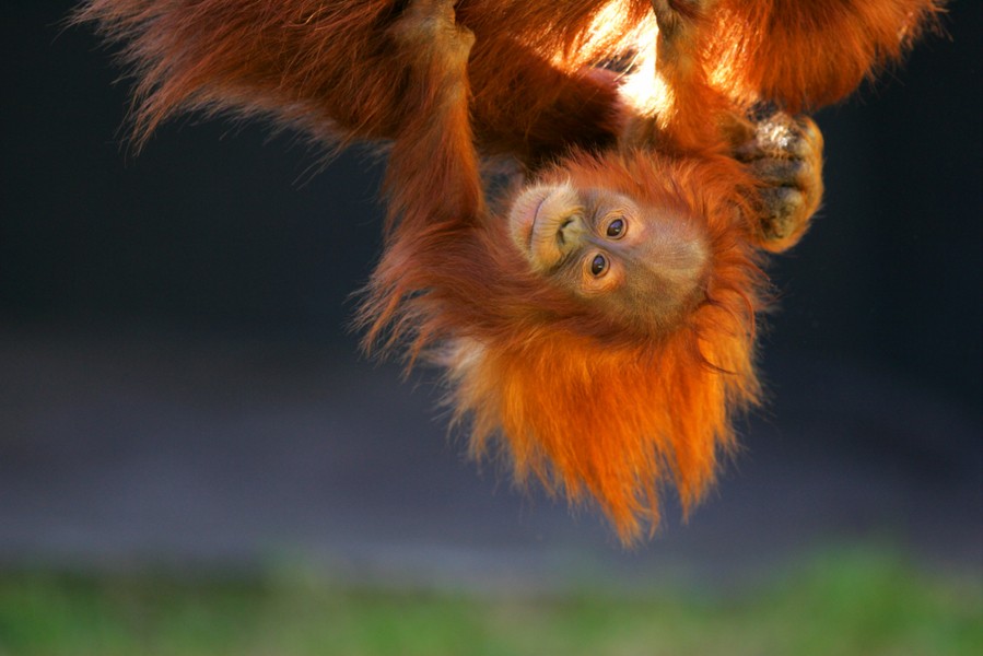 Serce ma swoje racje, których rozum nie uznaje.