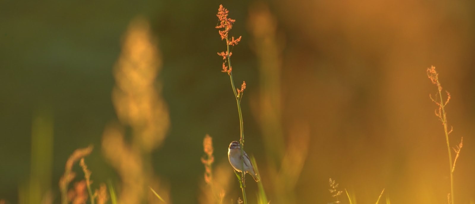 Widziała to, czego nikt inny nie mógł dostrzec, słyszała dźwięki …