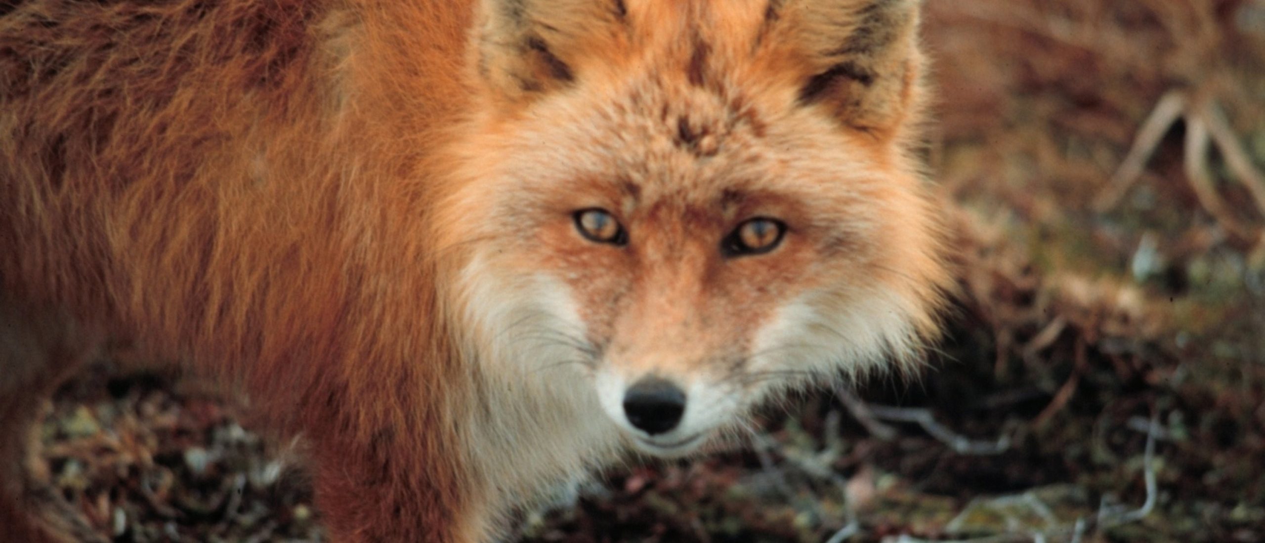 Pazerność jest tą cechą u ludzi, na którą zawsze można …