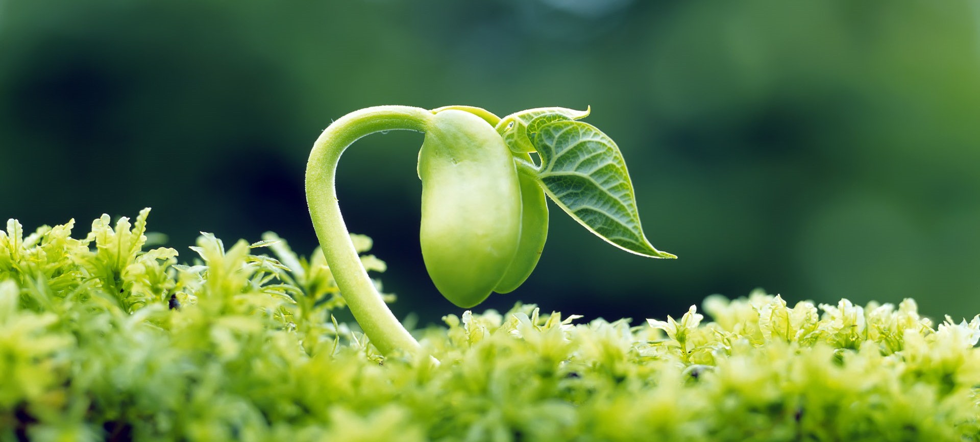 Życie niepoddane analizie jest być może nic niewarte, ale życie …