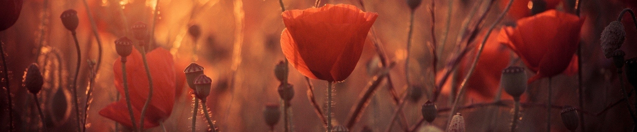 Musisz ranić albo zostaniesz zraniony.