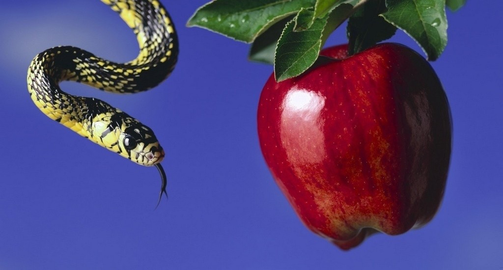 Po cholerę dręczyć się spoglądaniem na zakazany owoc, zwłaszcza gdy …