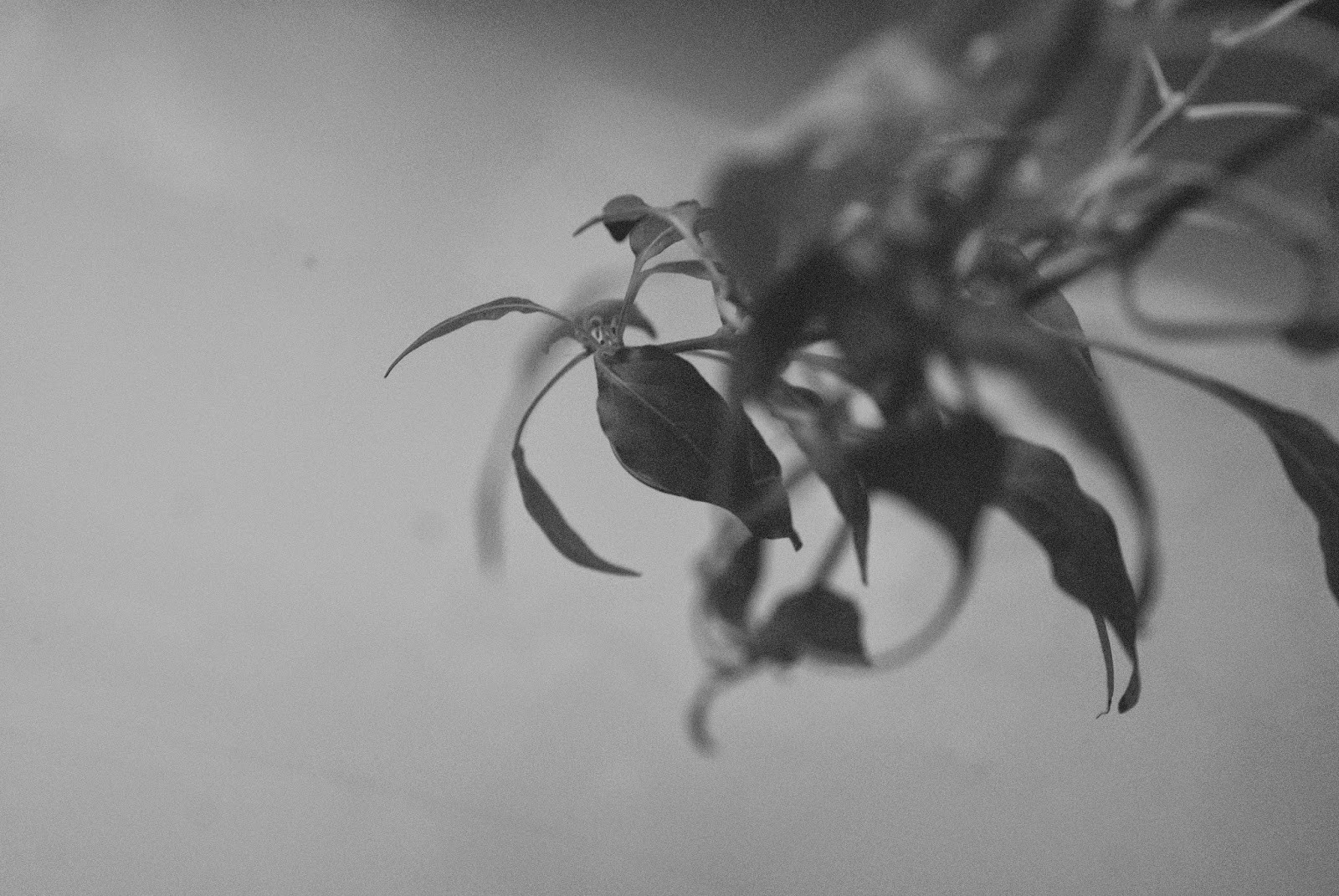 Normalność to dar, a nawet przywilej.