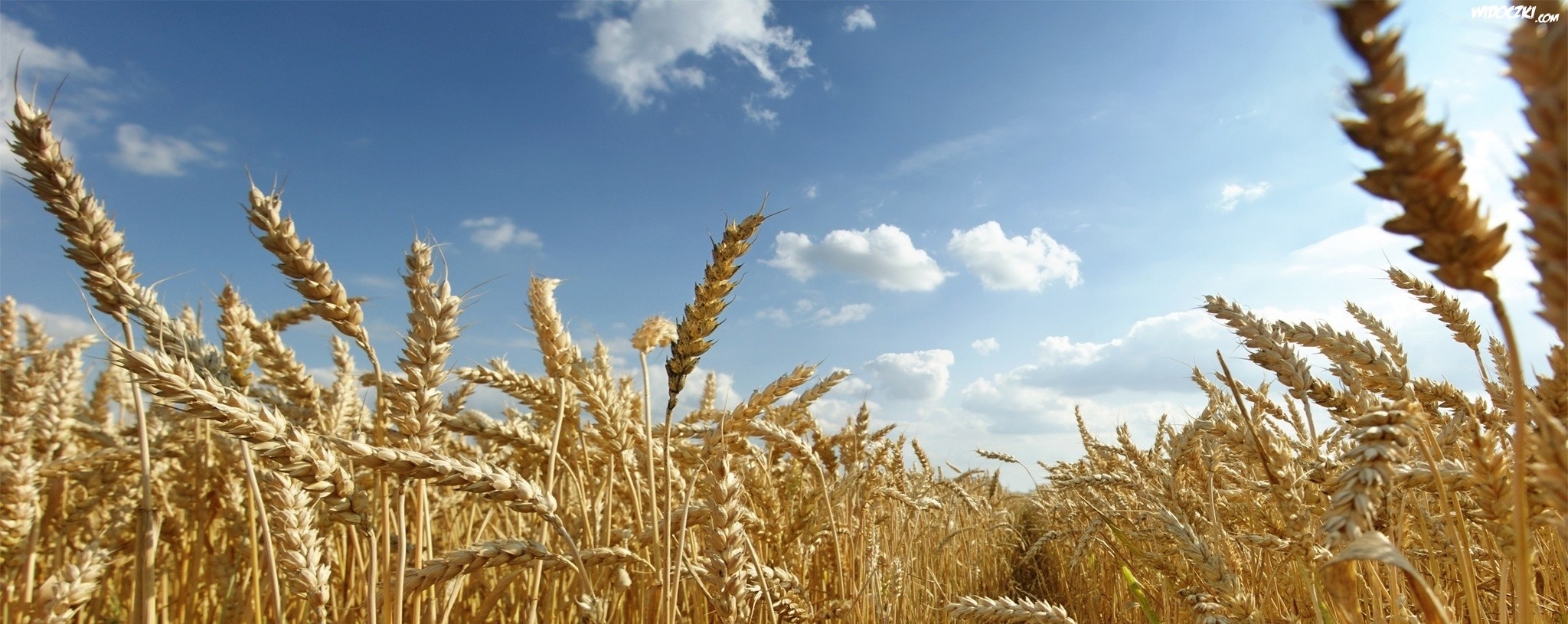 Jedyne, co we mnie odżyło, to tony wspomnień. Nie żadna …