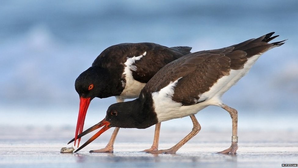 Okazywać swoją uczoność to okazywać nieumiejętność schlebiania cudzej próżności.