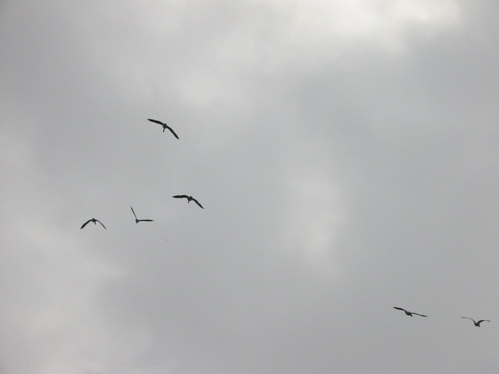 Zostaje Ci wzruszenie ramion – pamiątkowy gest po tym, że …