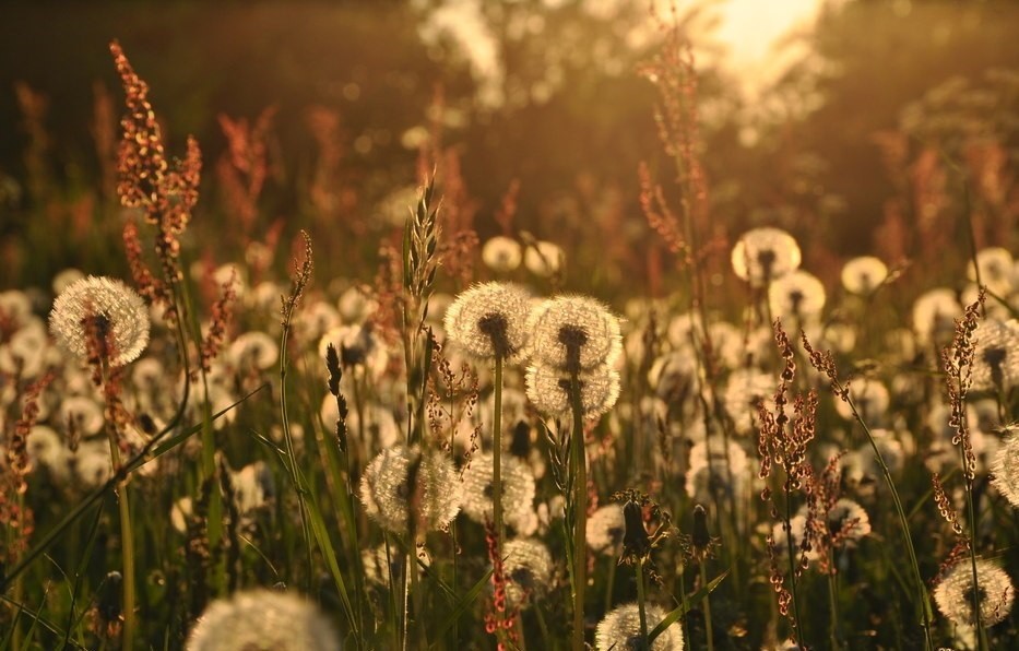 Tylko myślący przeżywa swe życie, u bezmyślnego przechodzi ono obok.