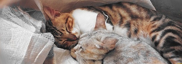 Wszystko, co dobre, zaczyna się od kota.