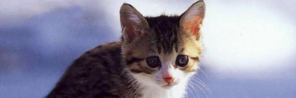 Koty to gangsterzy świata zwierzęcego, żyjący poza prawem i tam …