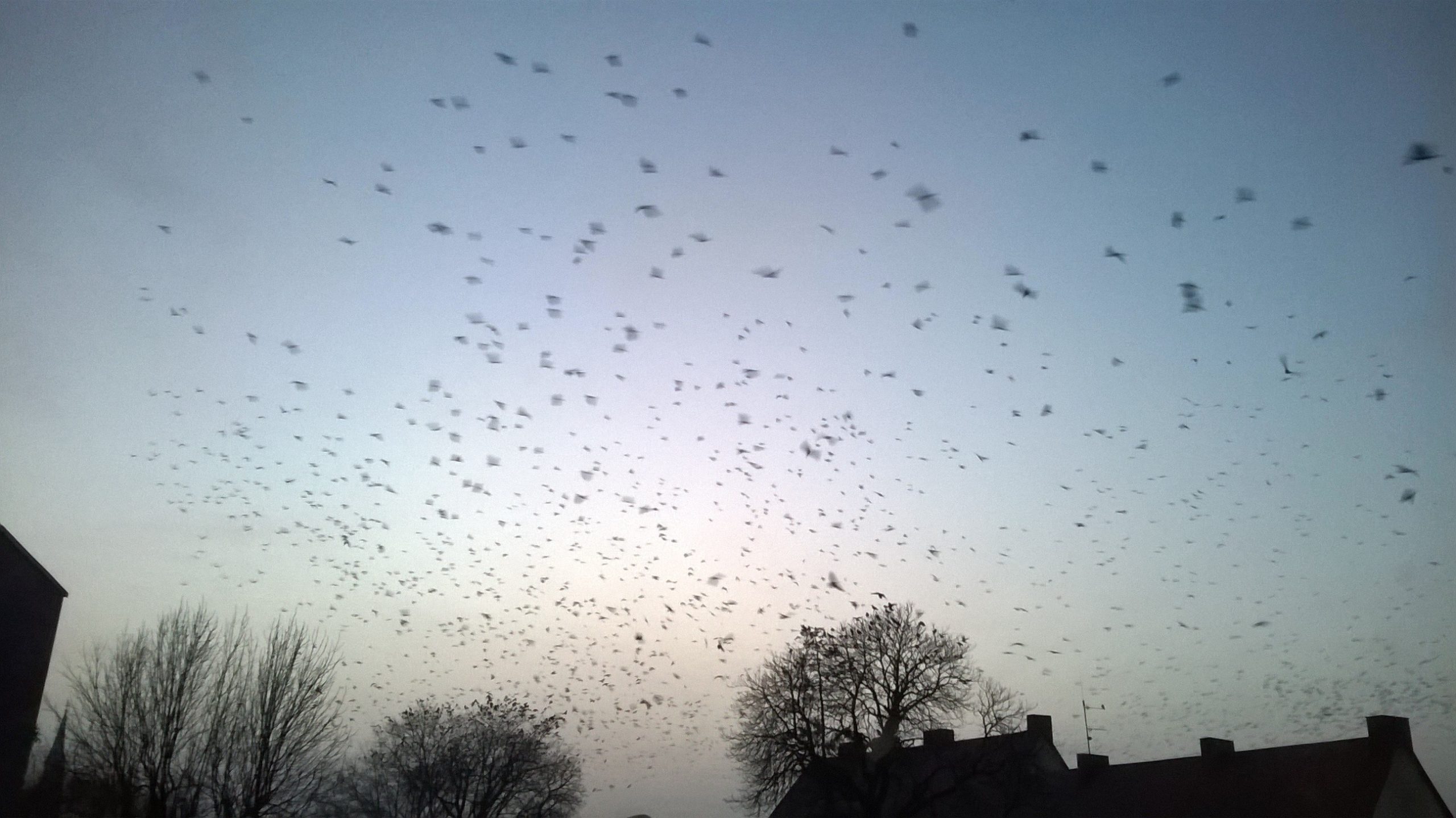 Czynność – to kwiat myśli; radość i cierpienie stanowią natomiast …